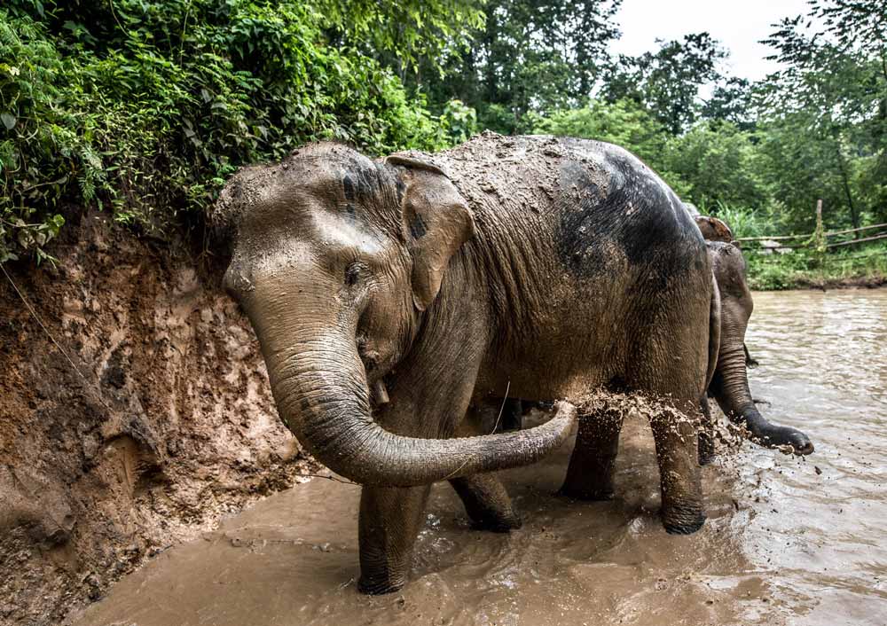 Elephant Sanctuary in Chiang Mai