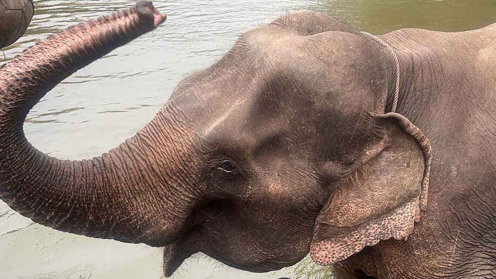 Feeding Elephants in Thailand